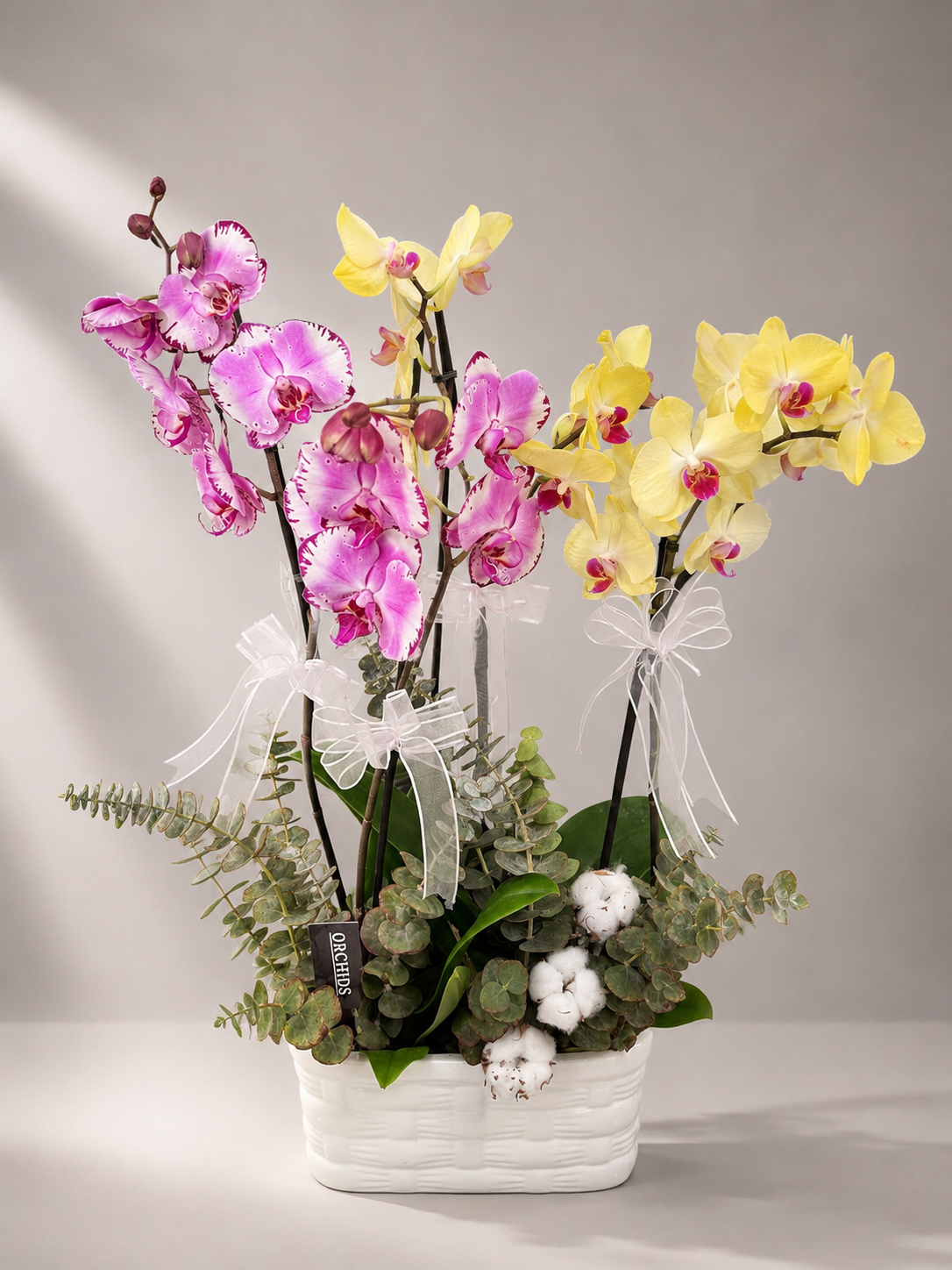 Harmony Orchid Collection